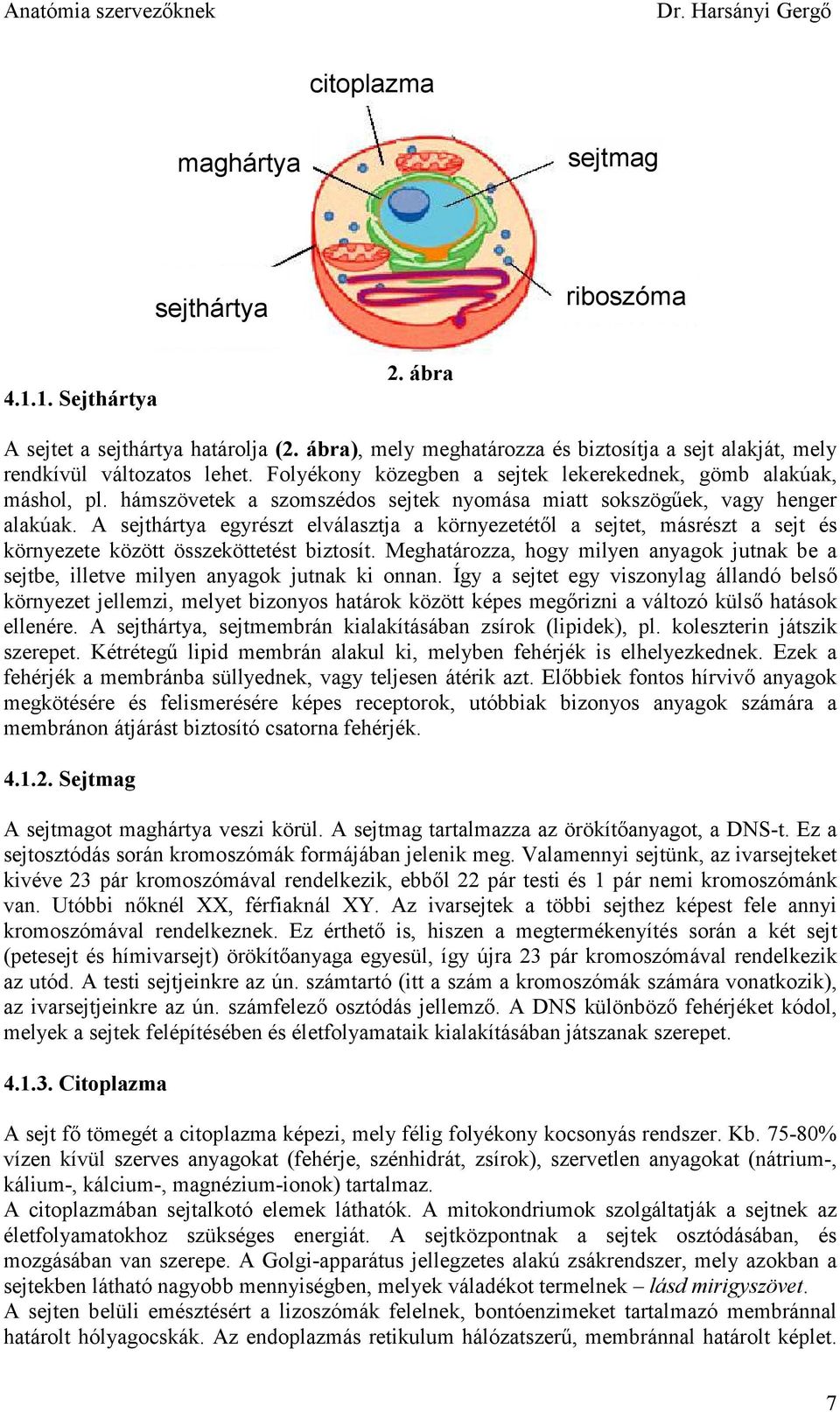 A sejthártya egyrészt elválasztja a környezetétıl a sejtet, másrészt a sejt és környezete között összeköttetést biztosít.