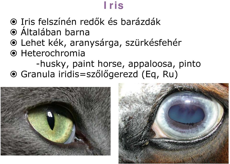 szürkésfehér Heterochromia -husky, paint