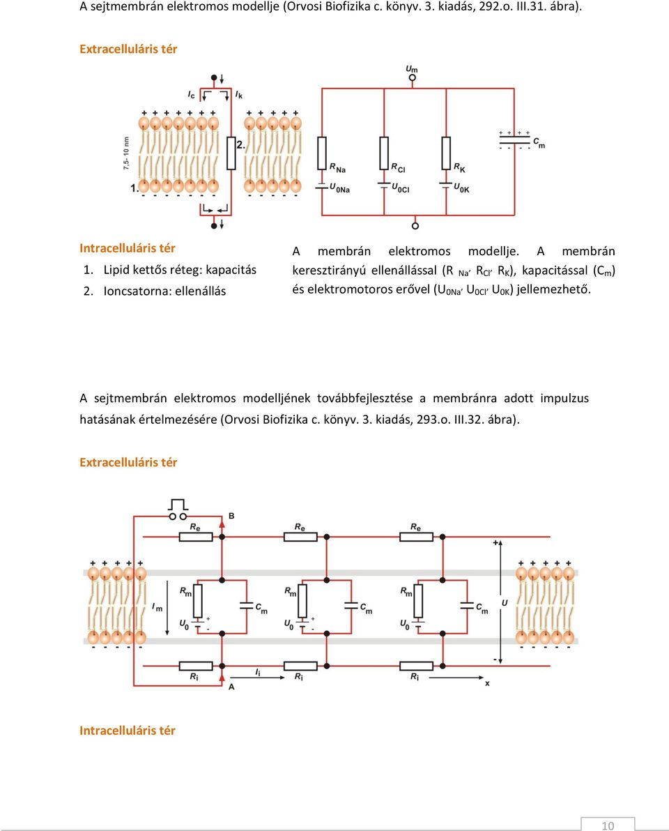 A membrán keresztirányú ellenállással (R Naʼ R Clʼ R K ), kapacitással (C m ) és elektromotoros erővel (U 0Naʼ U 0Clʼ U 0K ) jellemezhető.