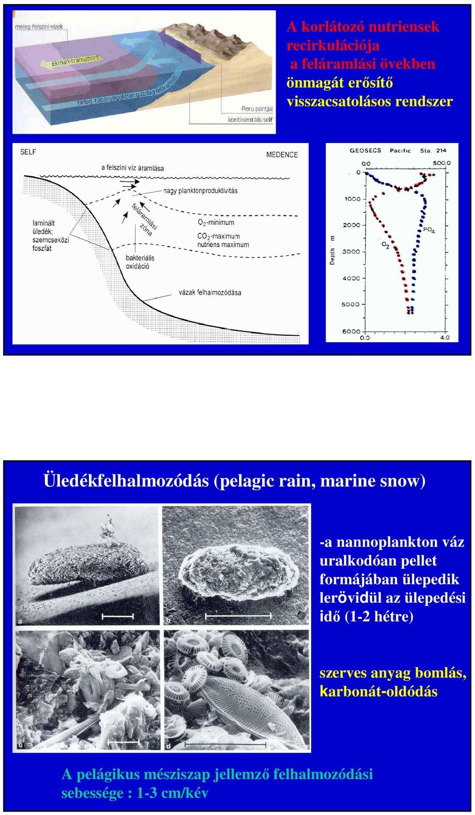 nannoplankton váz uralkodóan pellet formájában ülepedik lerövidül az ülepedési idő (1-2