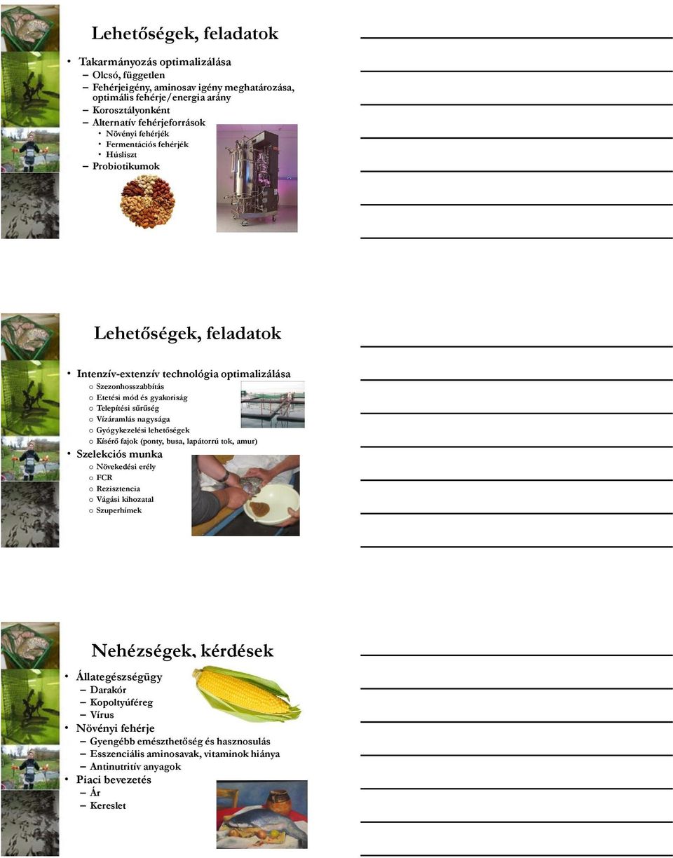 Vízáramlás nagysága o Gyógykezelési lehetőségek o Kísérő fajok (ponty, busa, lapátorrú tok, amur) Szelekciós munka o Növekedési erély o FCR o Rezisztencia o Vágási kihozatal o Szuperhímek