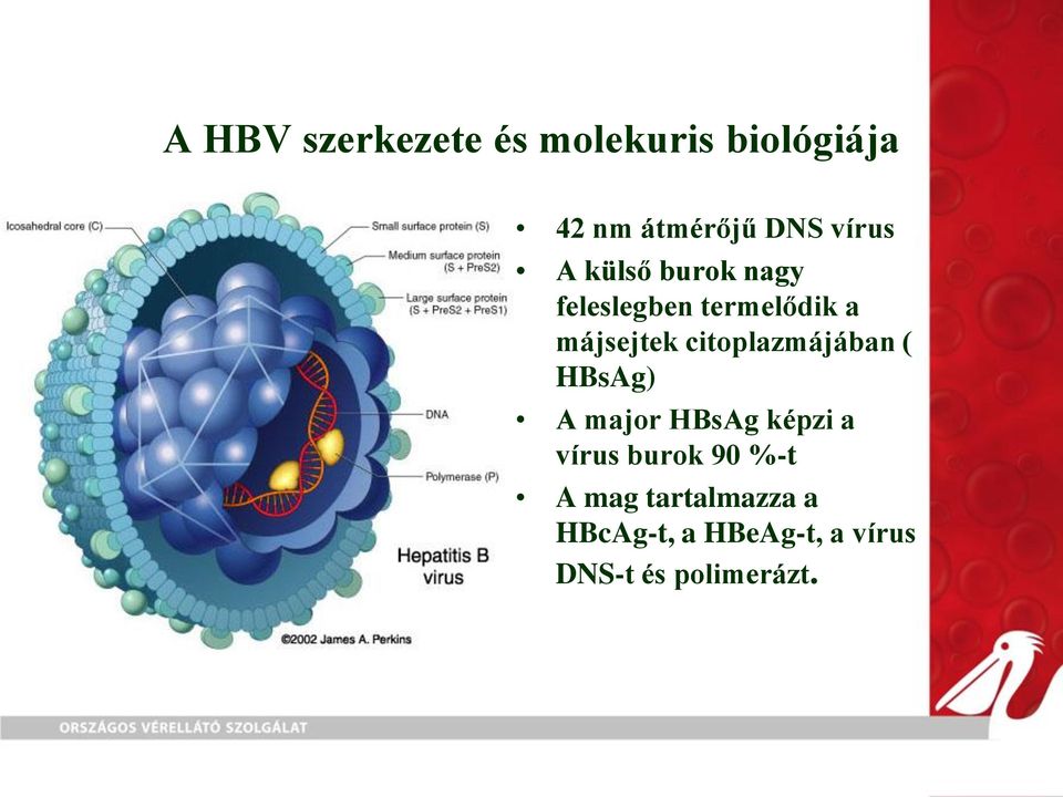 citoplazmájában ( HBsAg) A major HBsAg képzi a vírus burok 90