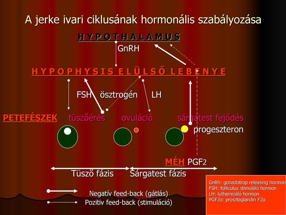 fázis MÉH PGF2 Sárgatest fázis Negatív feed-back (gátlás) Pozitiv feed-back (stimuláció) GnRh: