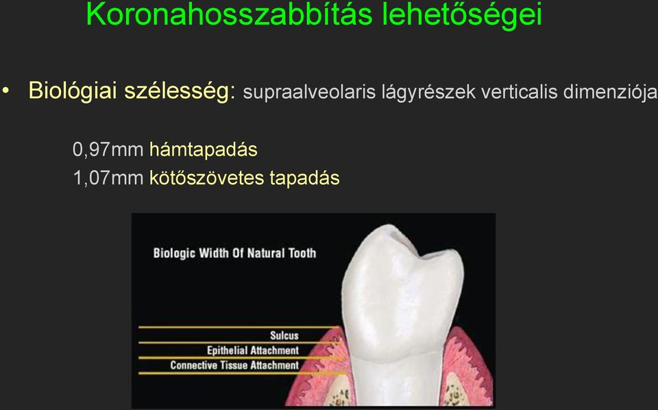 lágyrészek verticalis dimenziója