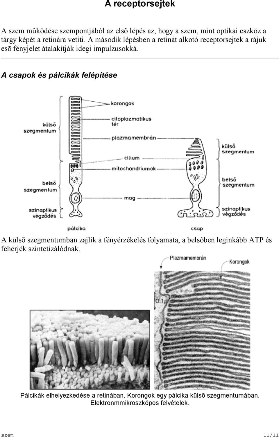 A csapok és pálcikák felépítése A külsõ szegmentumban zajlik a fényérzékelés folyamata, a belsõben leginkább ATP és fehérjék