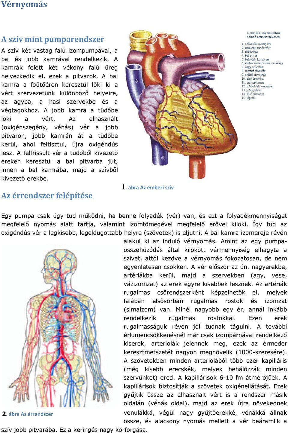 Vérnyomás. A szív mint pumparendszer. Az érrendszer felépítése. 1. ábra Az  emberi szív. 2. ábra Az érrendszer - PDF Free Download