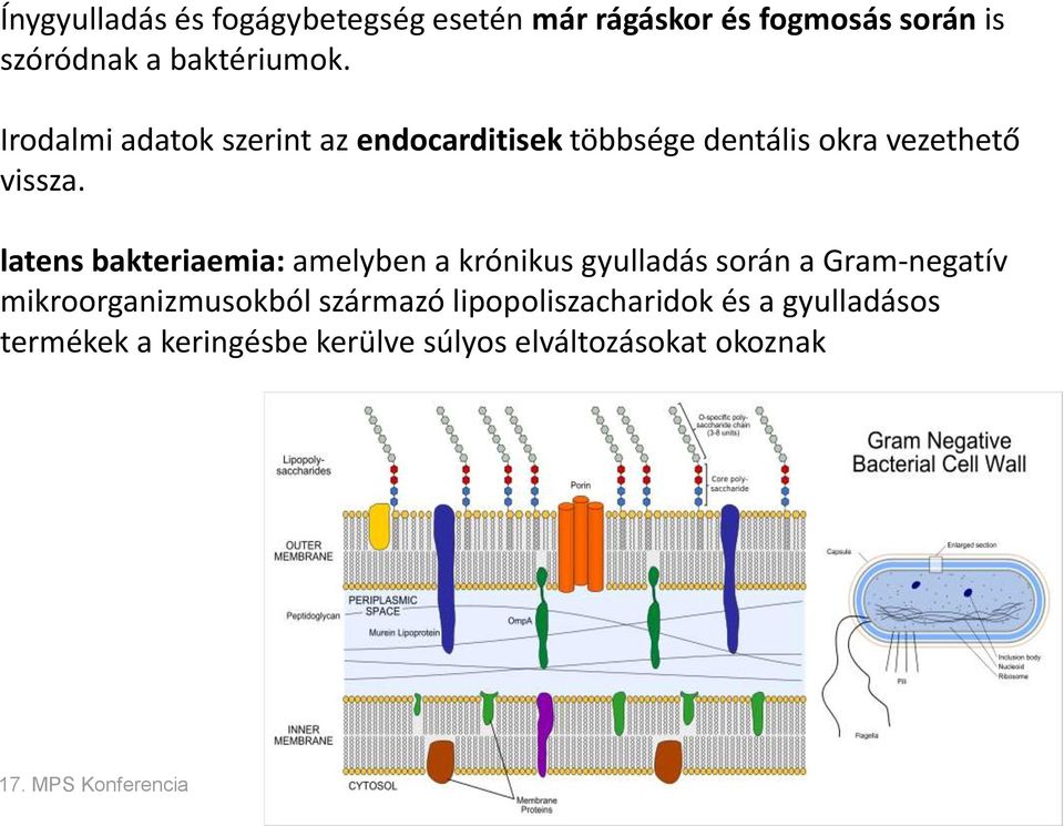 latens bakteriaemia: amelyben a krónikus gyulladás során a Gram-negatív mikroorganizmusokból