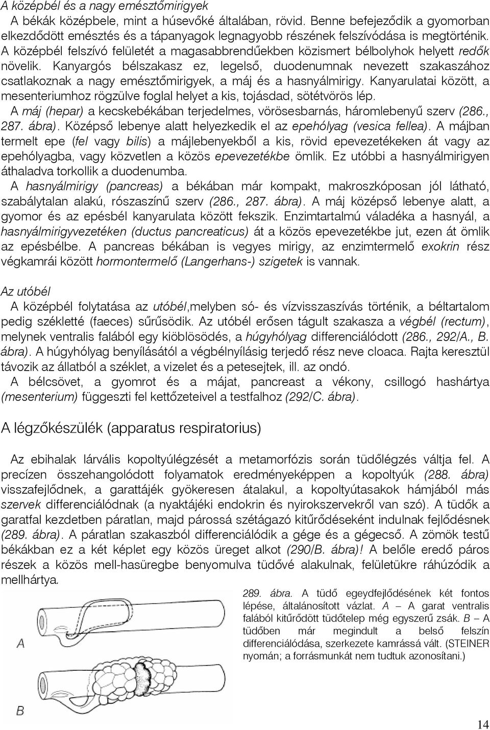 A középbél felszívó felületét a magasabbrendûekben közismert bélbolyhok helyett redõk növelik.