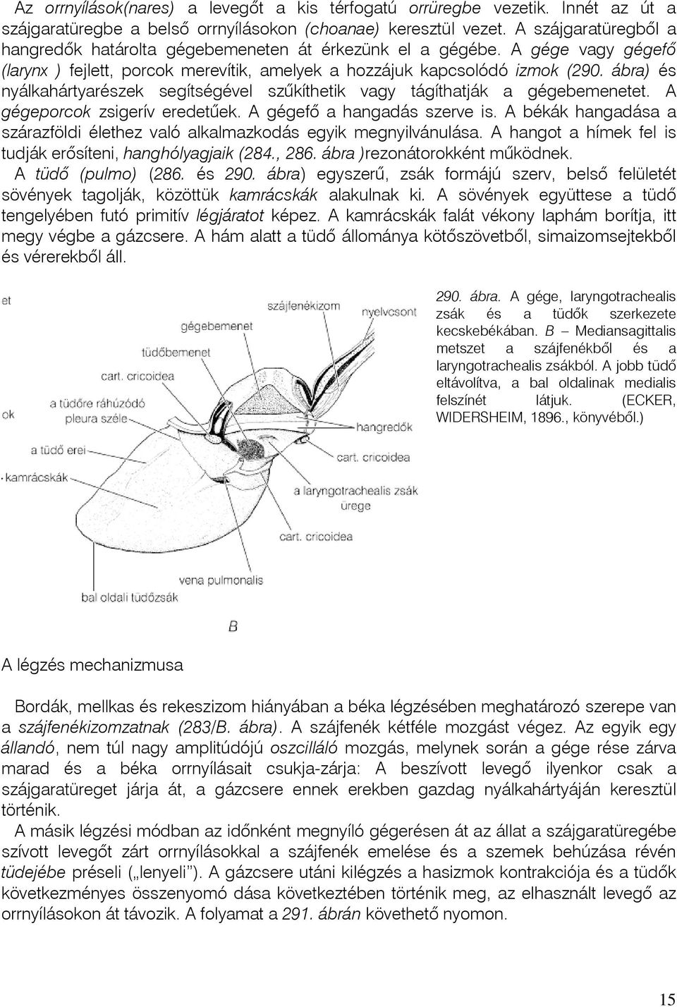 ábra) és nyálkahártyarészek segítségével szûkíthetik vagy tágíthatják a gégebemenetet. A gégeporcok zsigerív eredetûek. A gégefô a hangadás szerve is.