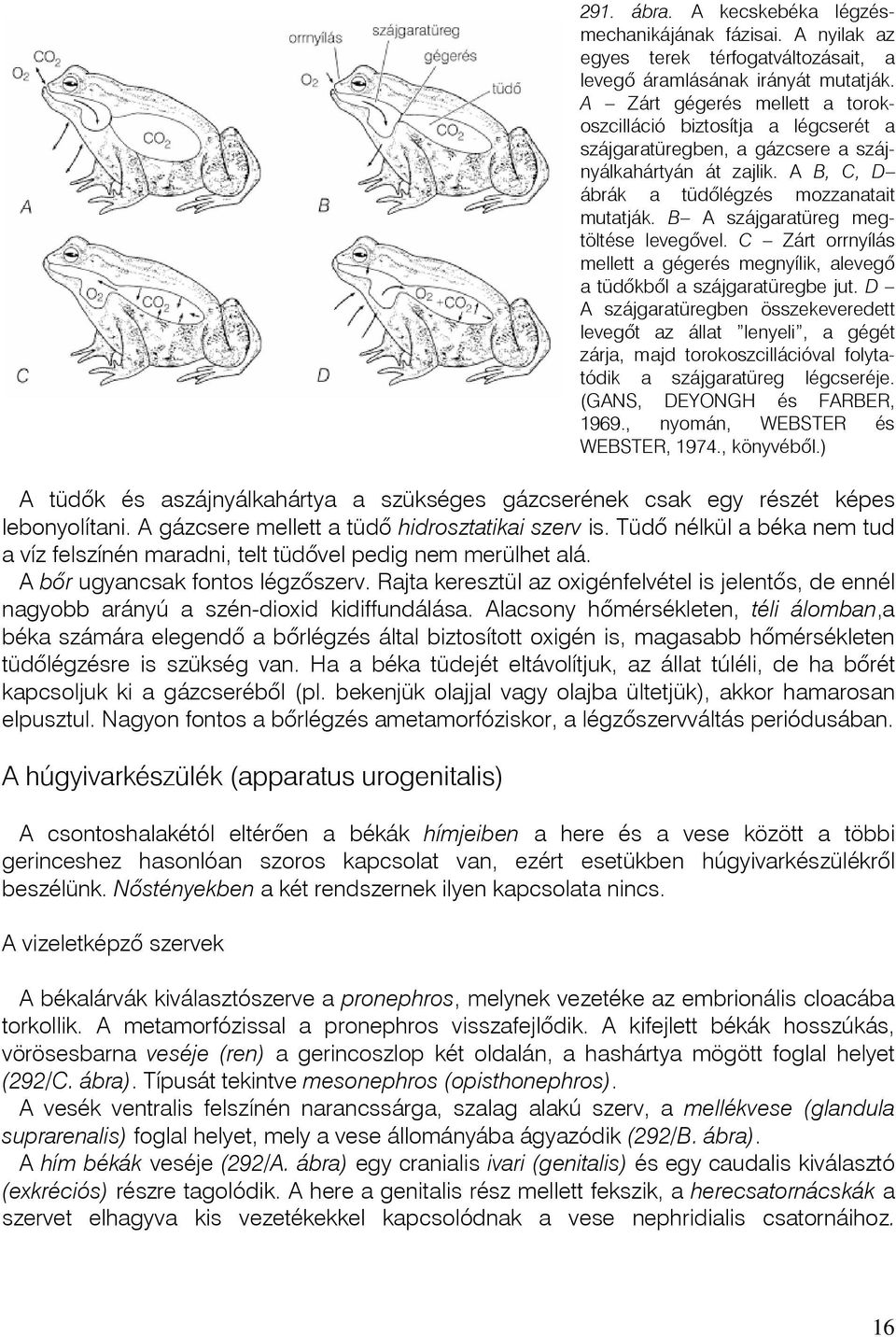 B A szájgaratüreg megtöltése levegõvel. C Zárt orrnyílás mellett a gégerés megnyílik, alevegõ a tüdõkbõl a szájgaratüregbe jut.