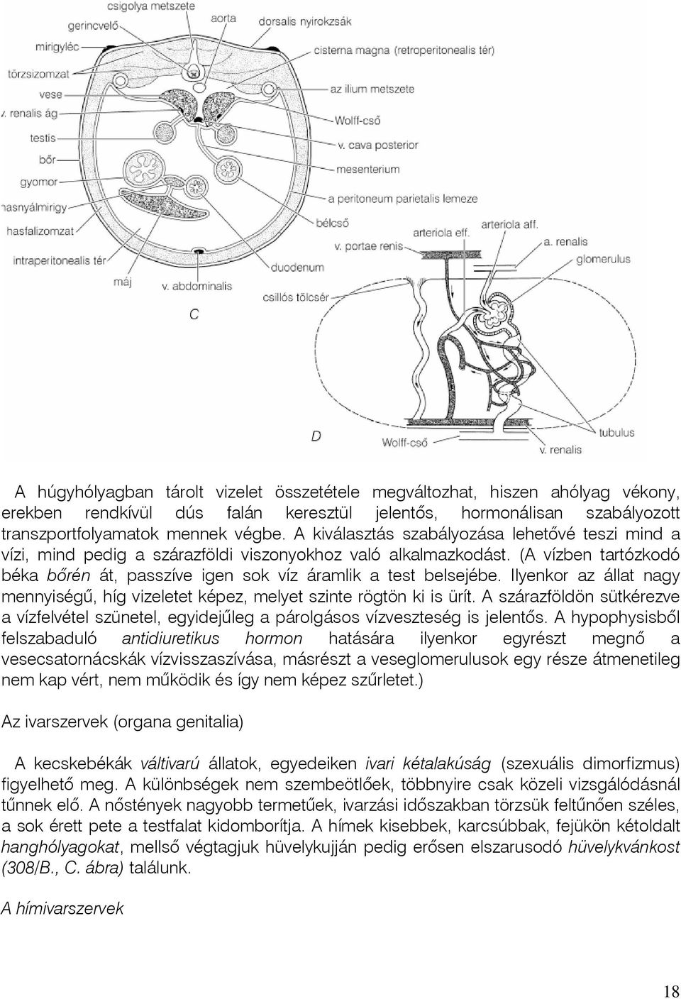 Ilyenkor az állat nagy mennyiségû, híg vizeletet képez, melyet szinte rögtön ki is ürít. A szárazföldön sütkérezve a vízfelvétel szünetel, egyidejûleg a párolgásos vízveszteség is jelentôs.
