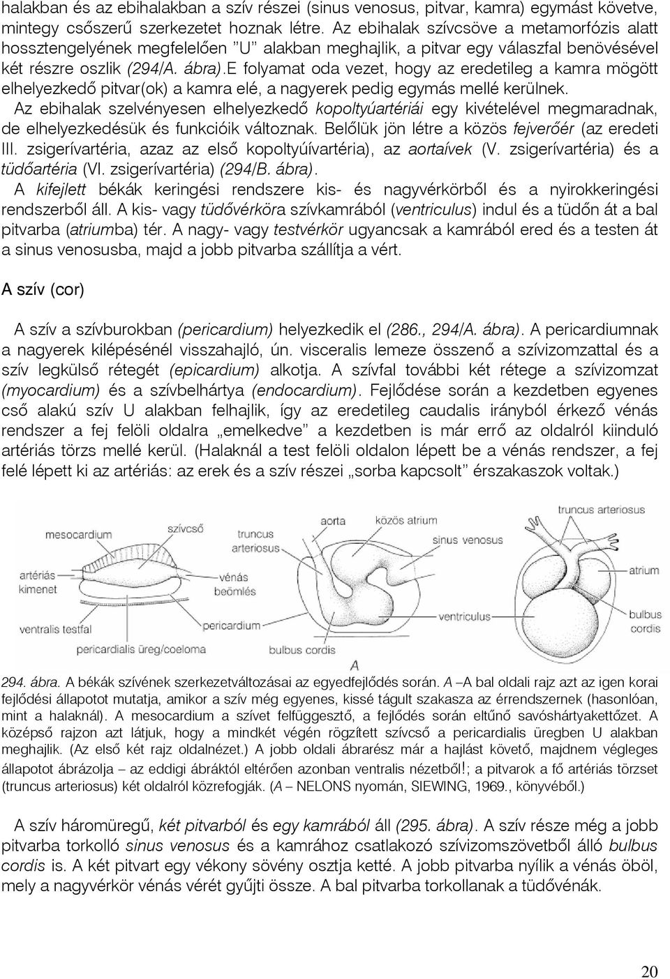 e folyamat oda vezet, hogy az eredetileg a kamra mögött elhelyezkedô pitvar(ok) a kamra elé, a nagyerek pedig egymás mellé kerülnek.