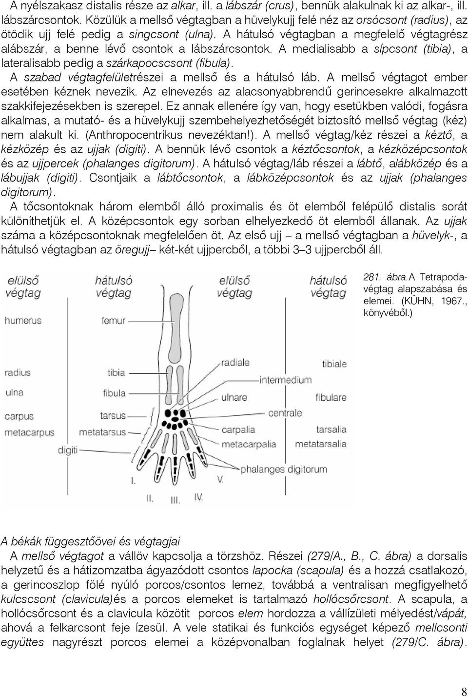 A hátulsó végtagban a megfelelô végtagrész alábszár, a benne lévõ csontok a lábszárcsontok. A medialisabb a sípcsont (tibia), a lateralisabb pedig a szárkapocscsont (fibula).