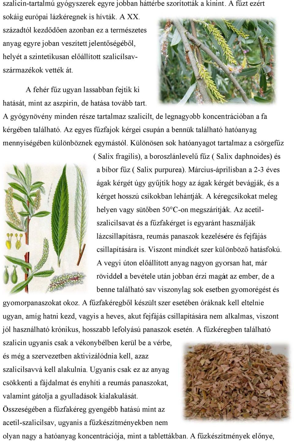 A fehér fűz ugyan lassabban fejtik hatását, mint az aszpirin, de hatása tovább tart. A gyógynövényy minden része tartalmaz szalicilt, de legnagyobb koncentrációban a fa kérgében található.