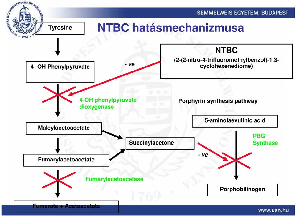 dioxygenase Porphyrin synthesis pathway Maleylacetoacetate Fumarylacetoacetate