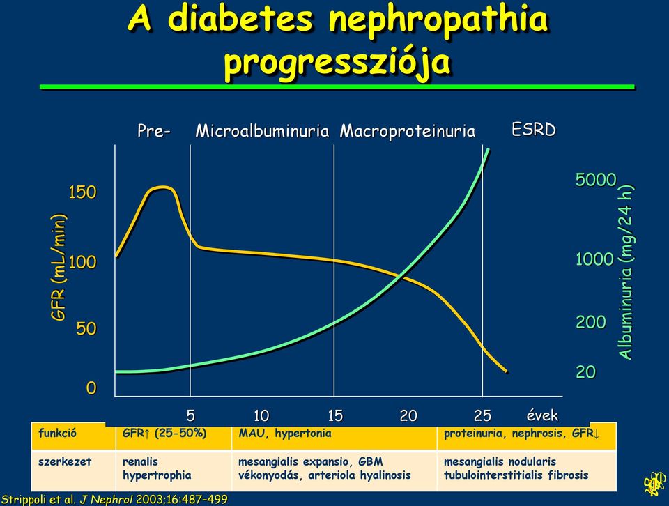 Microalbuminuria Macroproteinuria ESRD 150 5000 100 1000 50 200 20 0 5 10 15 20 25 évek funkció GFR