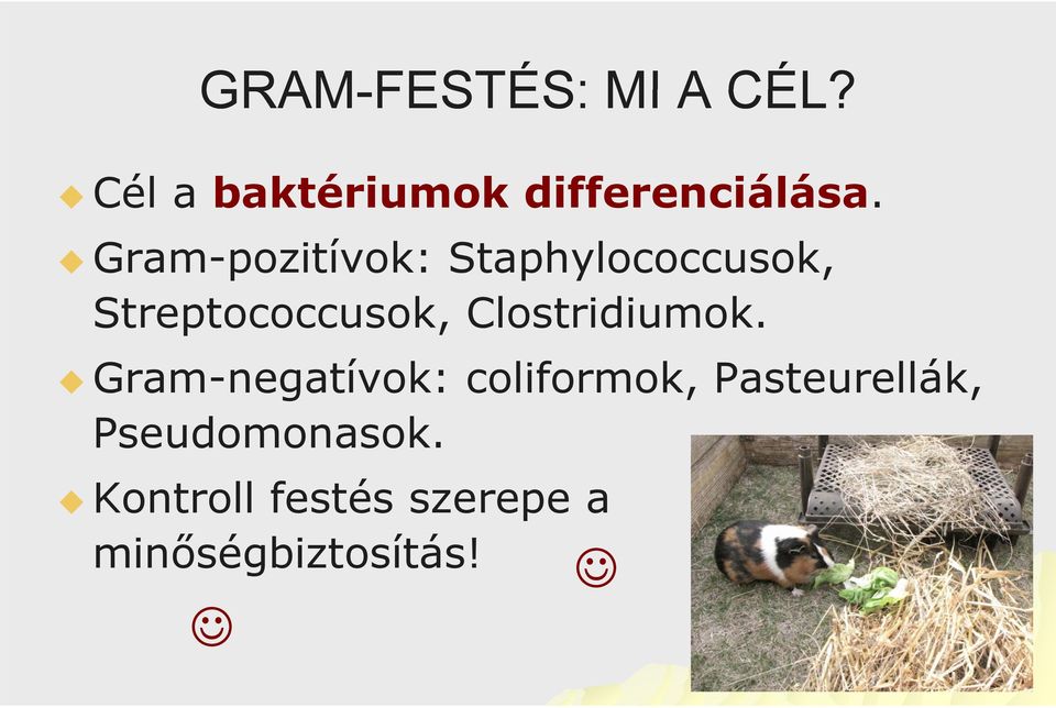 iálá Gram-pozitívok: Staphylococcusok, Streptococcusok,