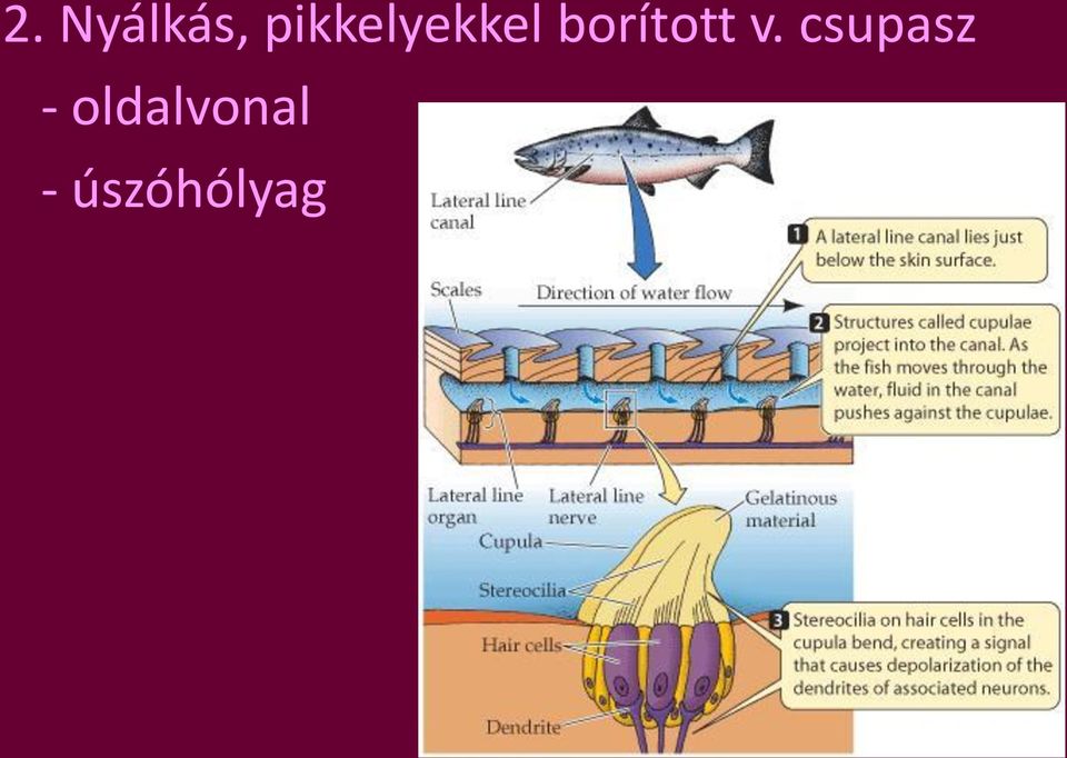 borított v.