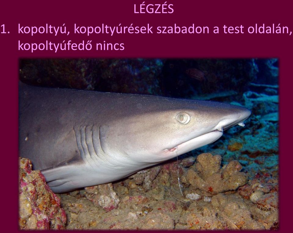 kopoltyúrések