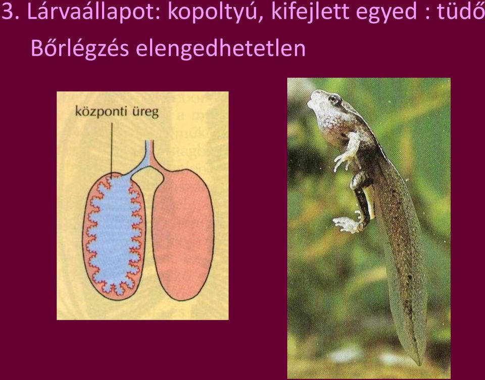 kifejlett egyed :