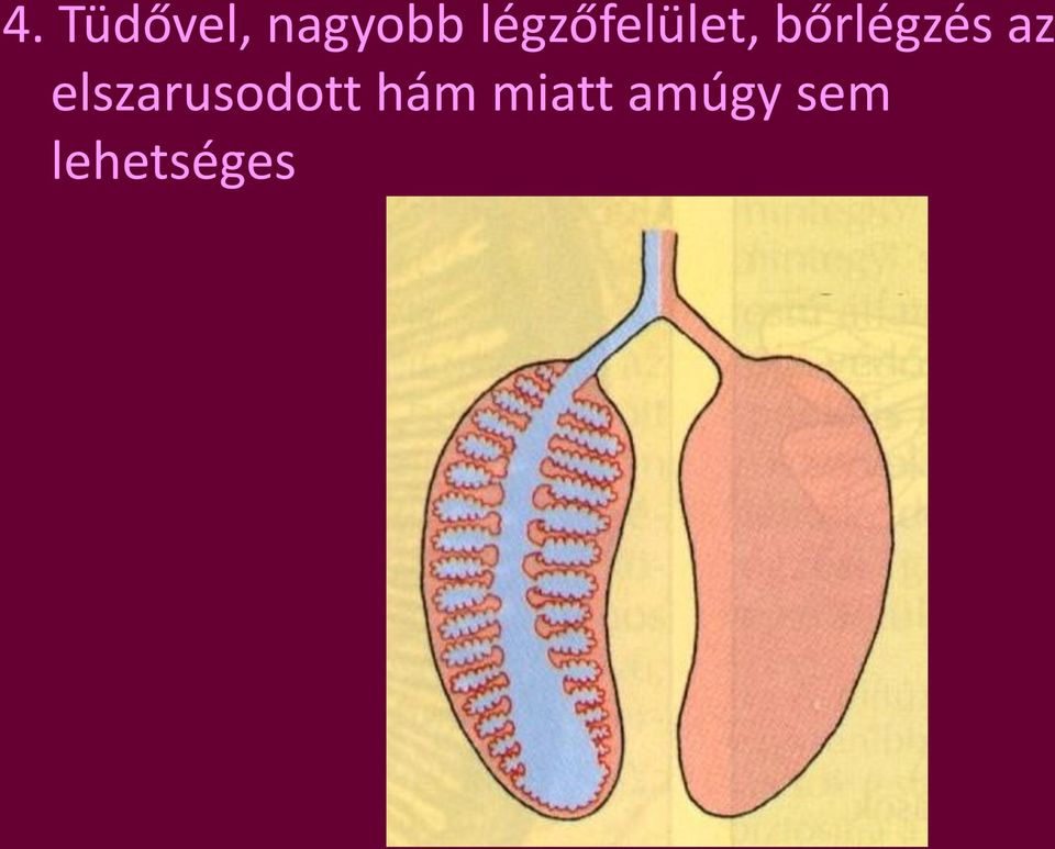 bőrlégzés az