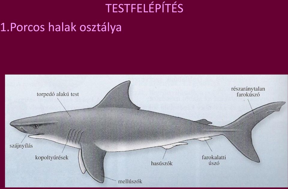 osztálya