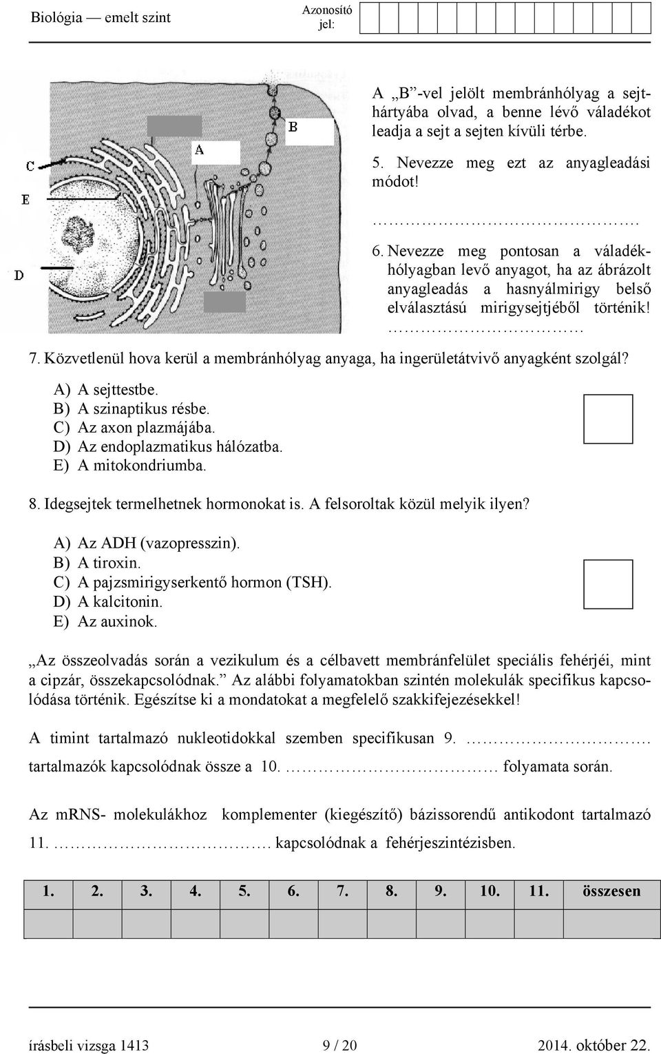 Közvetlenül hova kerül a membránhólyag anyaga, ha ingerületátvivő anyagként szolgál? A) A sejttestbe. B) A szinaptikus résbe. C) Az axon plazmájába. D) Az endoplazmatikus hálózatba.