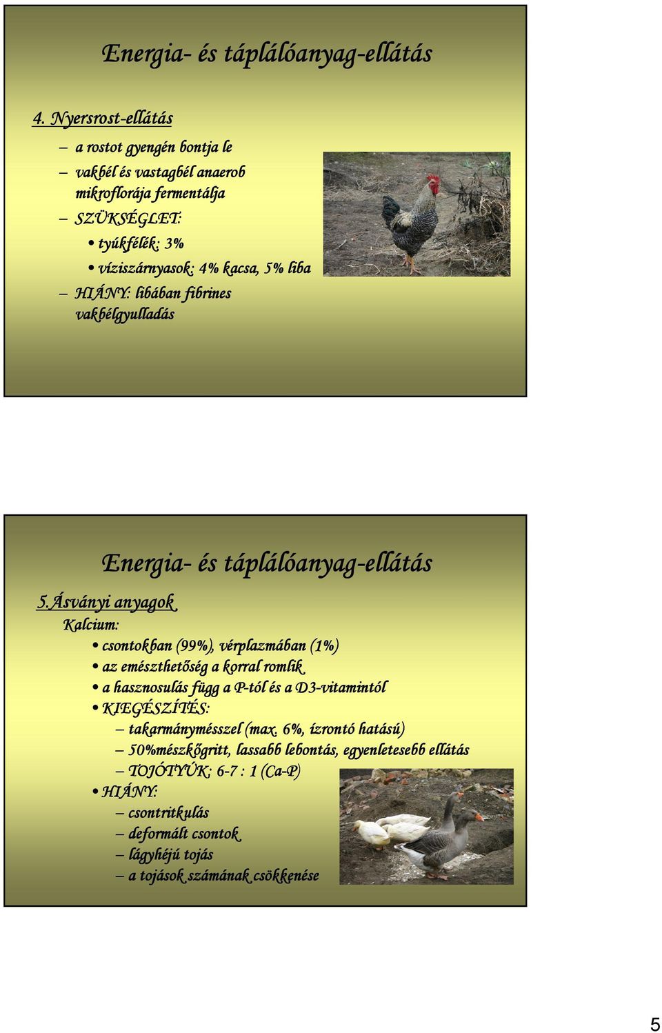 5% liba HIÁNY: libában fibrines vakbélgyulladás Energia- és táplálóanyag-ellátás 5.