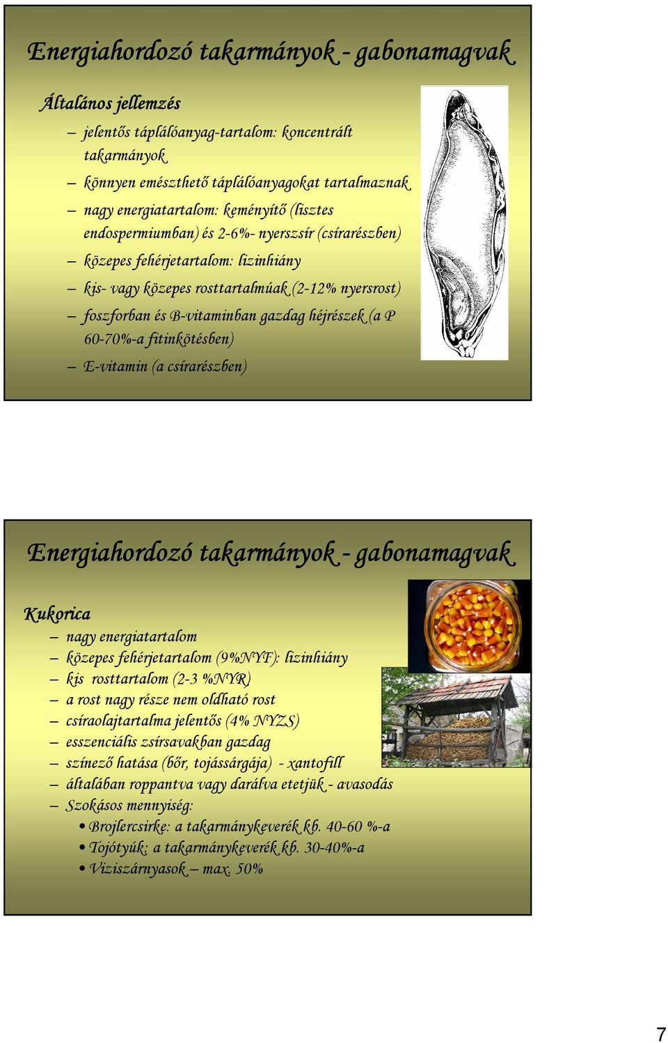 60-70%-a fitinkötésben) E-vitamin a csírarészben) Energiahordozó takarmányok - gabonamagvak Kukorica nagy energiatartalom közepes fehérjetartalom 9%NYF): lizinhiány kis rosttartalom 2-3 %NYR) a rost