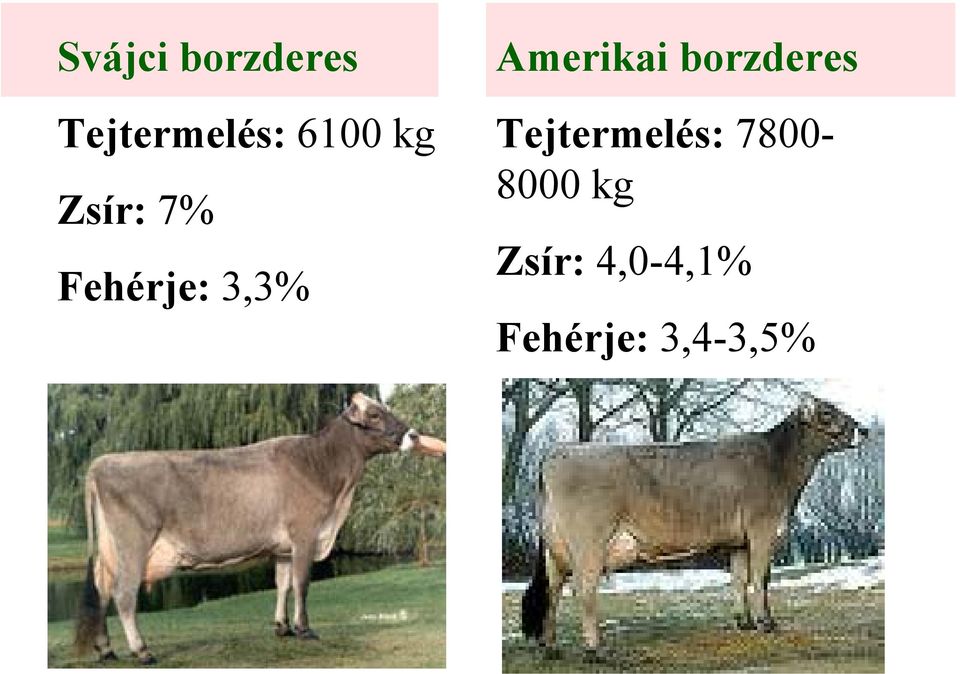 borzderes Tejtermelés: 7800-8000