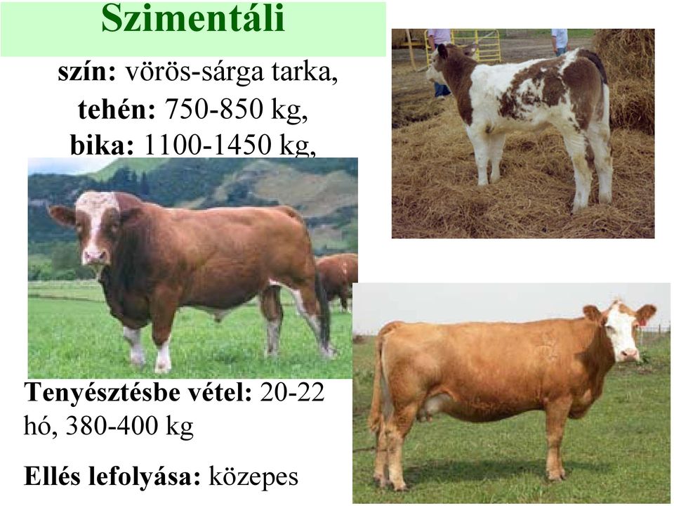 1100-1450 kg, Tenyésztésbe vétel: