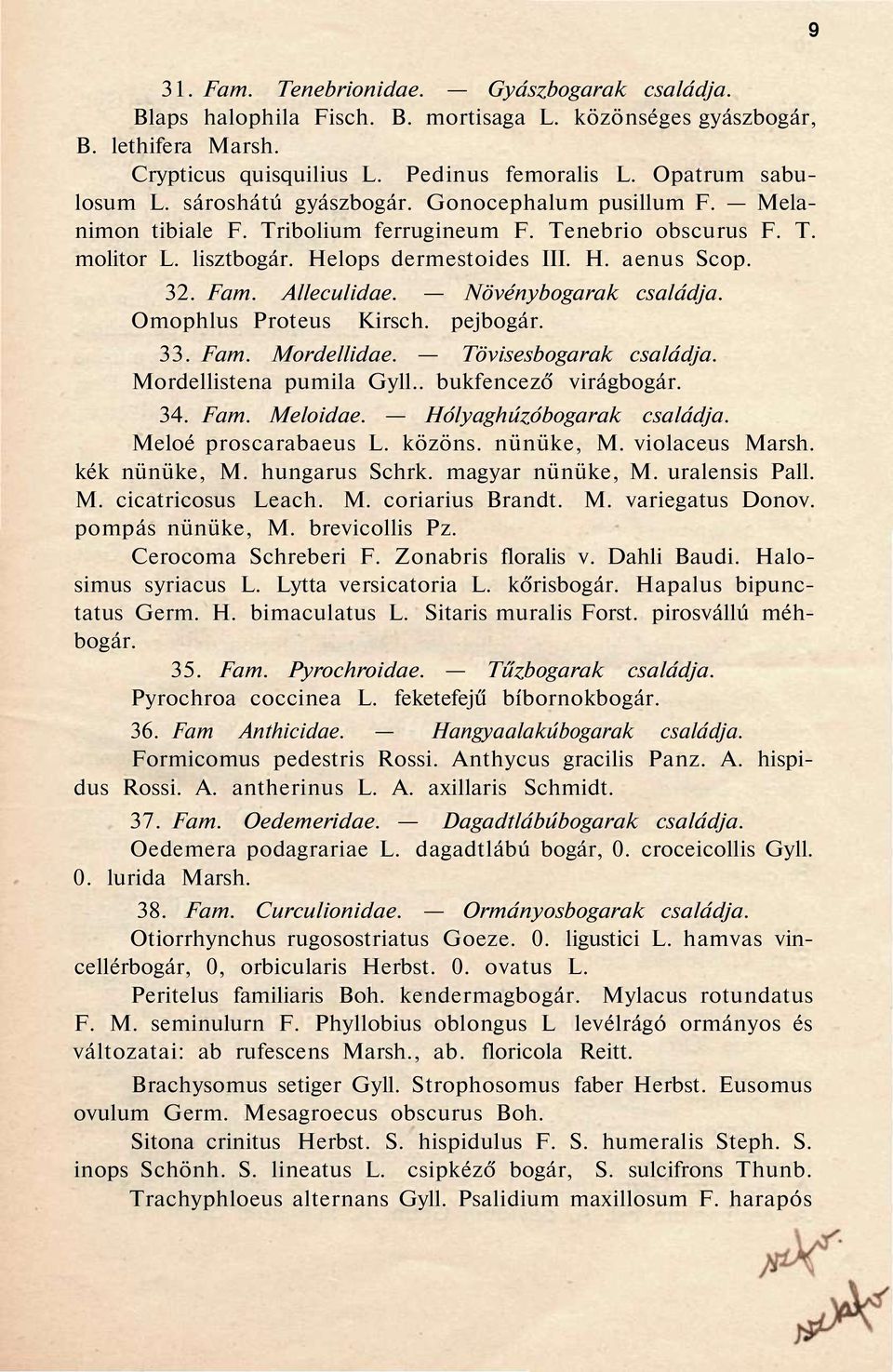 Alleculidae. Növénybogarak családja. Omophlus Proteus Kirsch. pejbogár. 33. Fam. Mordellidae. Tövisesbogarak családja. Mordellistena pumila Gyll.. bukfencező virágbogár. 34. Fam. Meloidae.