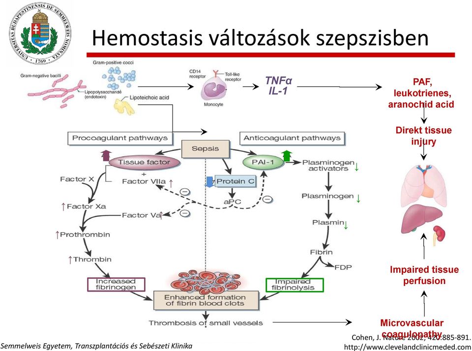 Impaired tissue perfusion Microvascular Cohen, J.