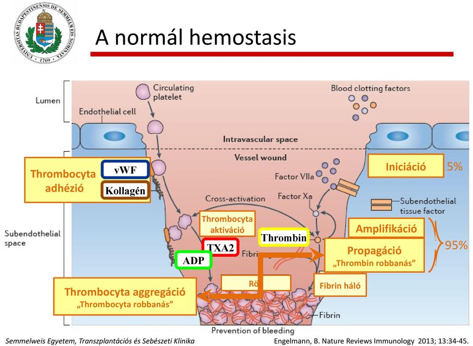 Amplifikáció Propagáció 95% Thrombin robbanás Rög Fibrin háló