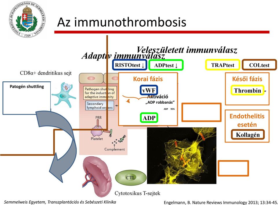 fázis 5% Thrombin vwf Thrombin robbanás Aktiváció ADP robbanás ADP ADP 95% Endothelitis
