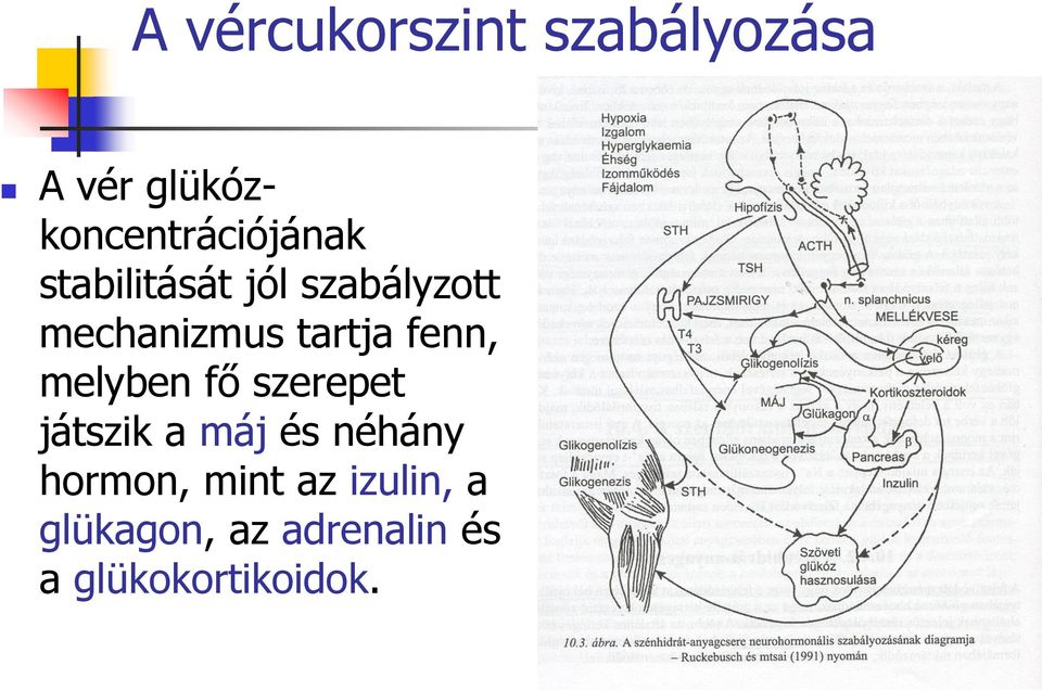 mechanizmus tartja fenn, melyben fő szerepet játszik a