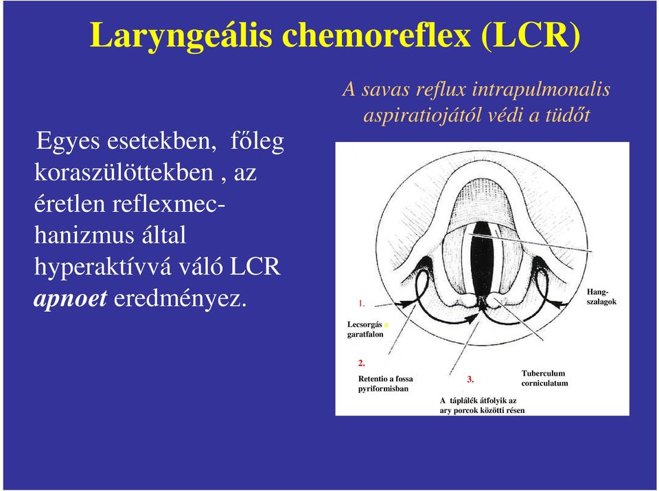 A savas reflux intrapulmonalis aspiratiojától védi a tüdıt 1.