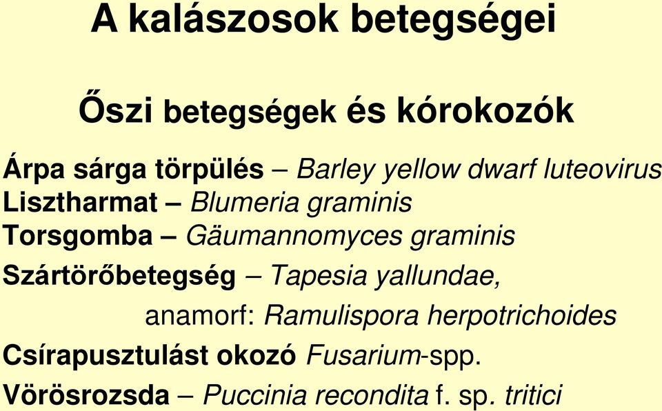 graminis Szártörőbetegség Tapesia yallundae, anamorf: Ramulispora