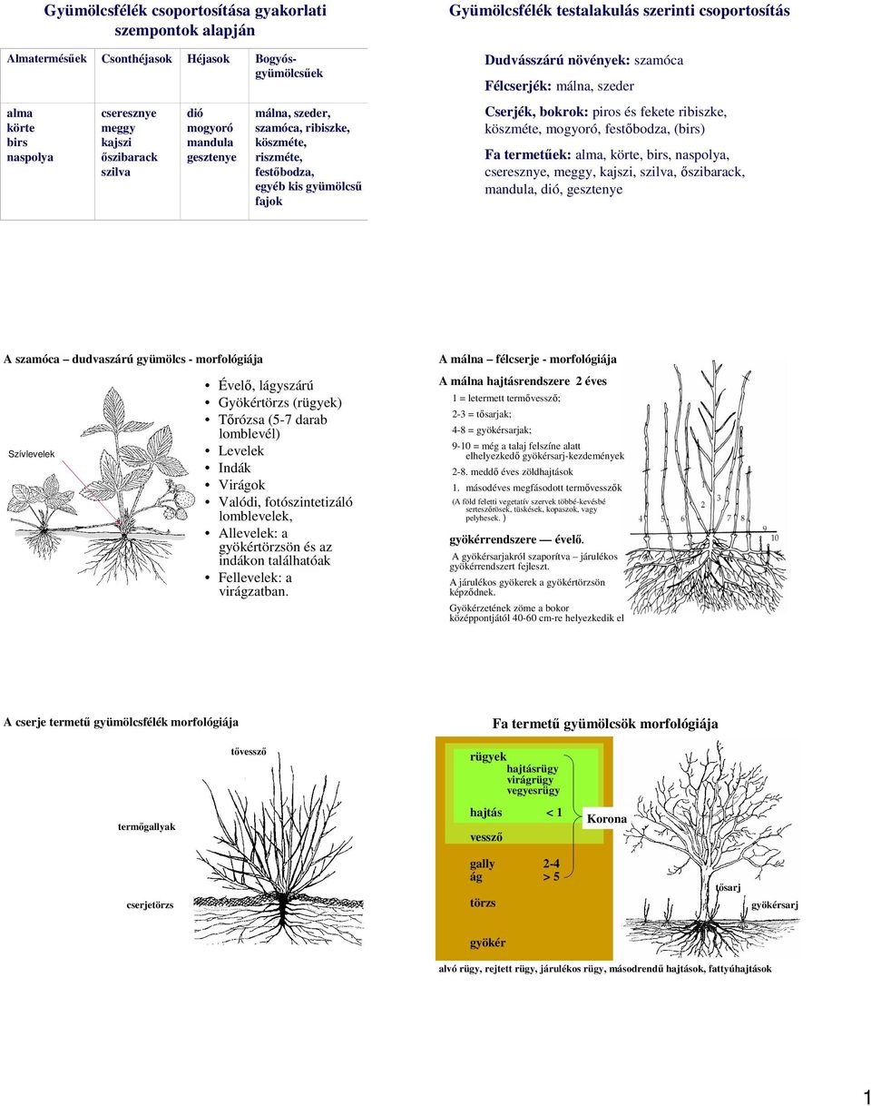 mogyoró, festőbodza, (birs) A szamóca dudvaszárú gyümölcs - morfológiája Évelő, lágyszárú Gyökértörzs (rügyek) Tőrózsa (5-7 darab lomblevél) Levelek Indák Virágok Valódi, fotószintetizáló