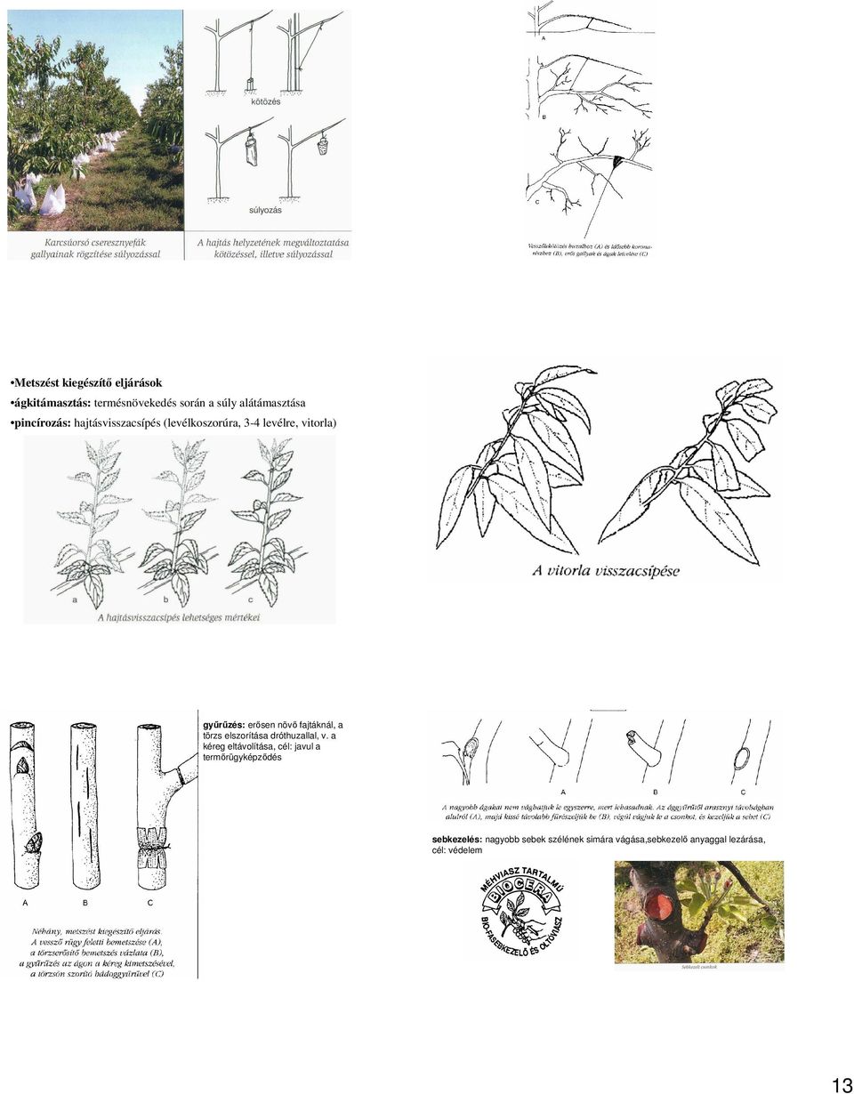 fajtáknál, a törzs elszorítása dróthuzallal, v.