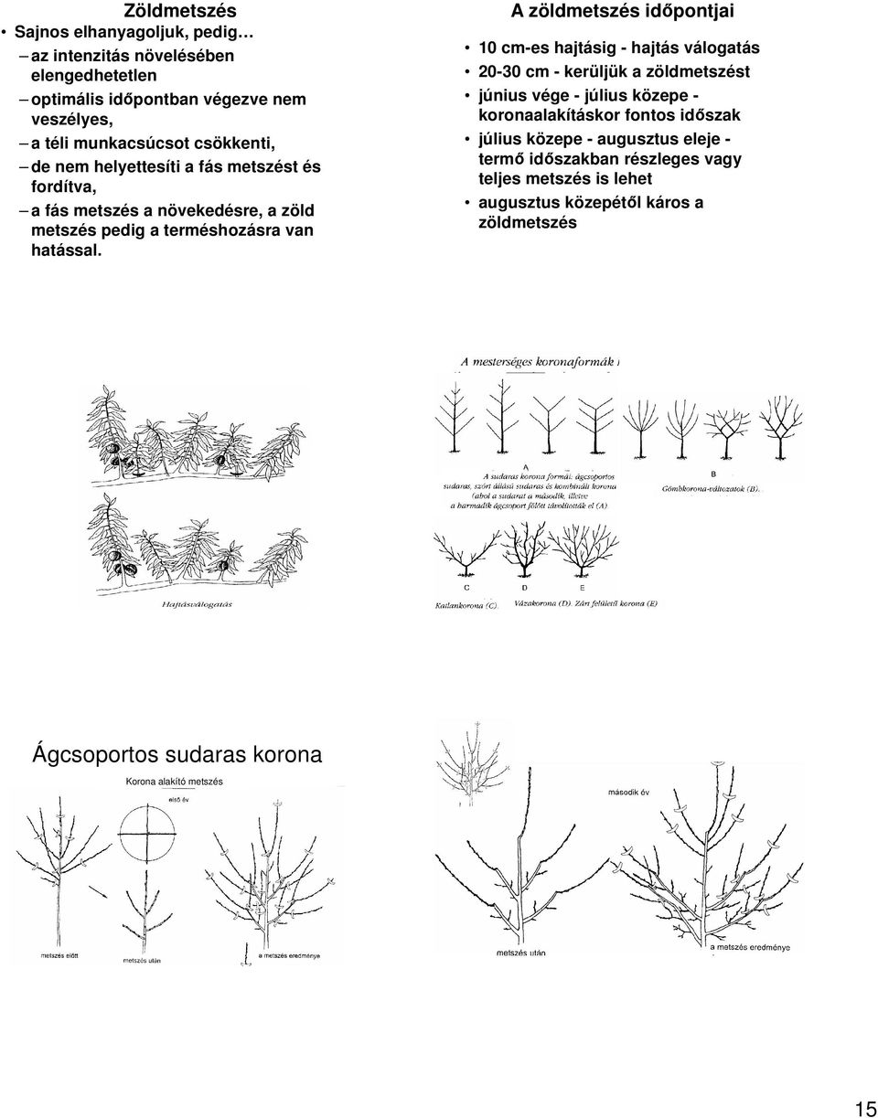 A zöldmetszés időpontjai 10 cm-es hajtásig - hajtás válogatás 20-30 cm - kerüljük a zöldmetszést június vége - július közepe - koronaalakításkor fontos