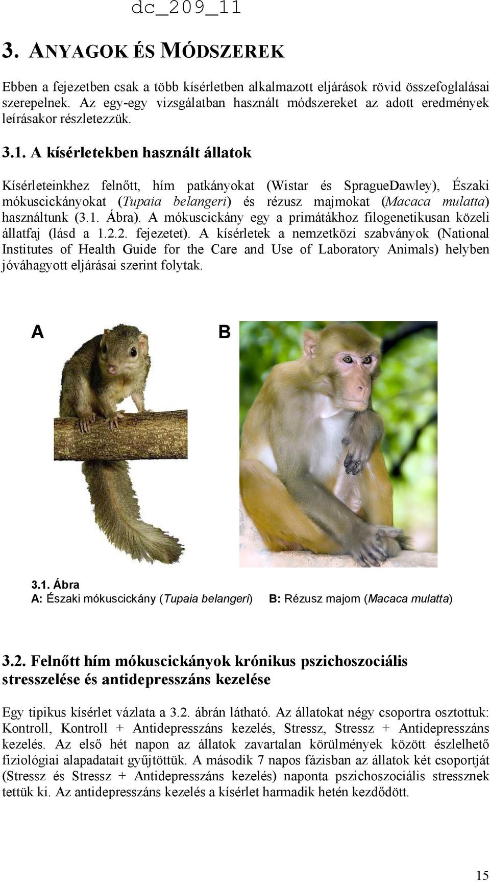 A kísérletekben használt állatok Kísérleteinkhez felnıtt, hím patkányokat (Wistar és SpragueDawley), Északi mókuscickányokat (Tupaia belangeri) és rézusz majmokat (Macaca mulatta) használtunk (3.1.