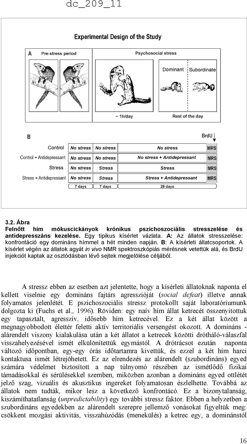 A kísérlet végén az állatok agyát in vivo NMR spektroszkópiás mérésnek vetettük alá, és BrdU injekciót kaptak az osztódásban lévı sejtek megjelölése céljából.