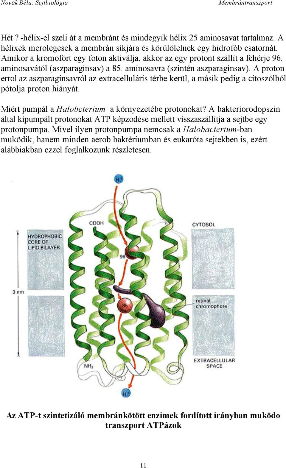 A proton errol az aszparaginsavról az extracelluláris térbe kerül, a másik pedig a citoszólból pótolja proton hiányát. Miért pumpál a Halobcterium a környezetébe protonokat?