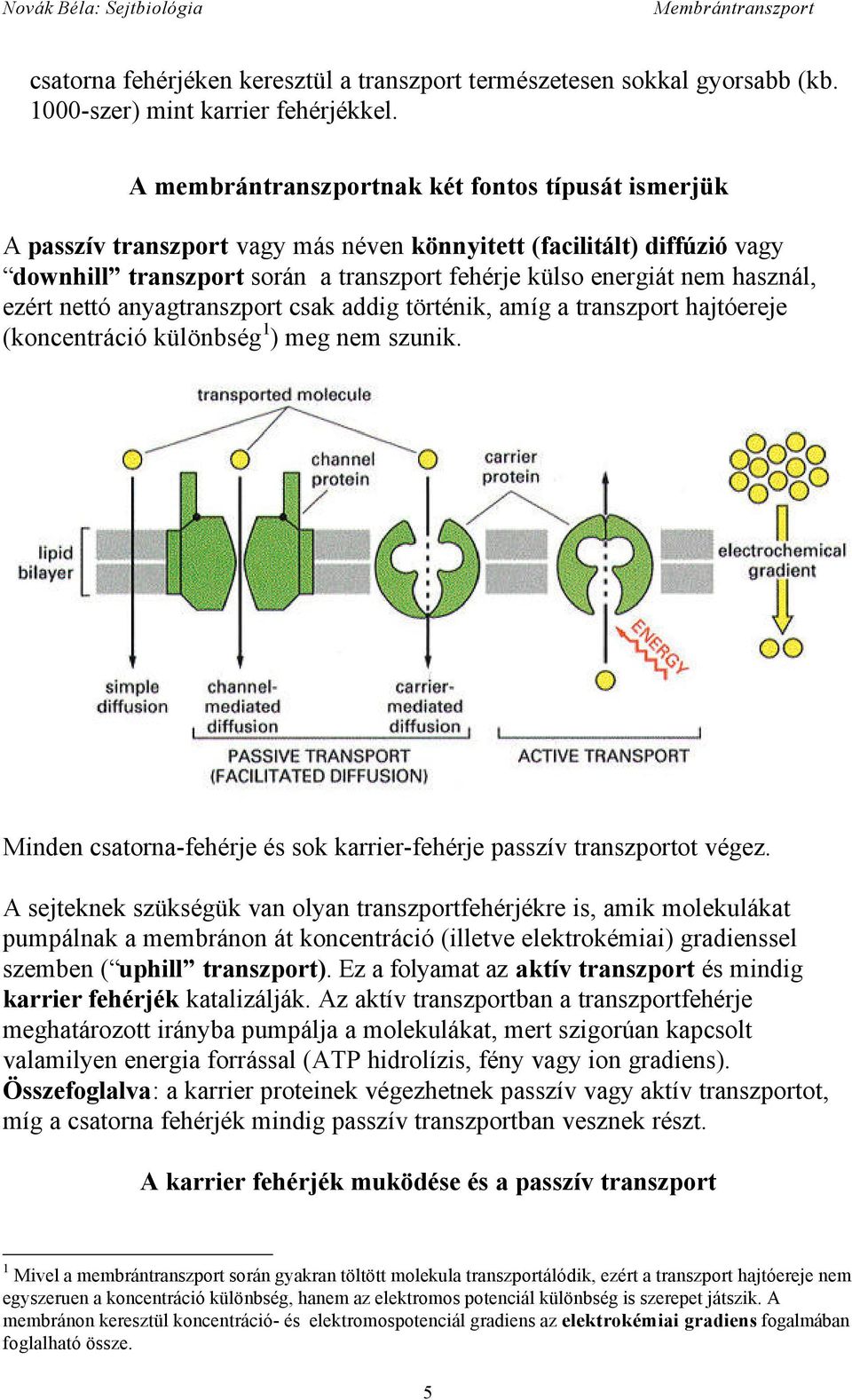 ezért nettó anyagtranszport csak addig történik, amíg a transzport hajtóereje (koncentráció különbség 1 ) meg nem szunik. Minden csatorna-fehérje és sok karrier-fehérje passzív transzportot végez.