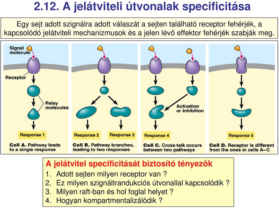 A jelátvitel specificitását biztosító tényezôk 1. Adott sejten milyen receptor van? 2.