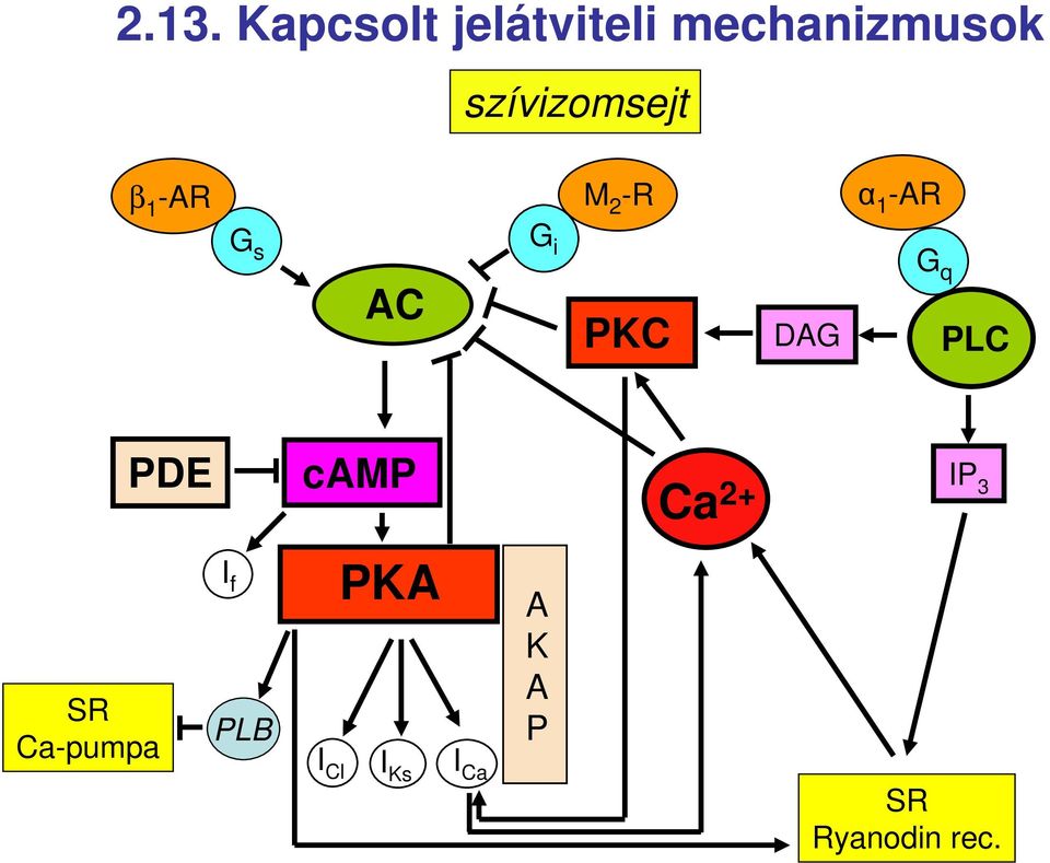 G i PKC DAG G q PLC SR Ca-pumpa I f PLB