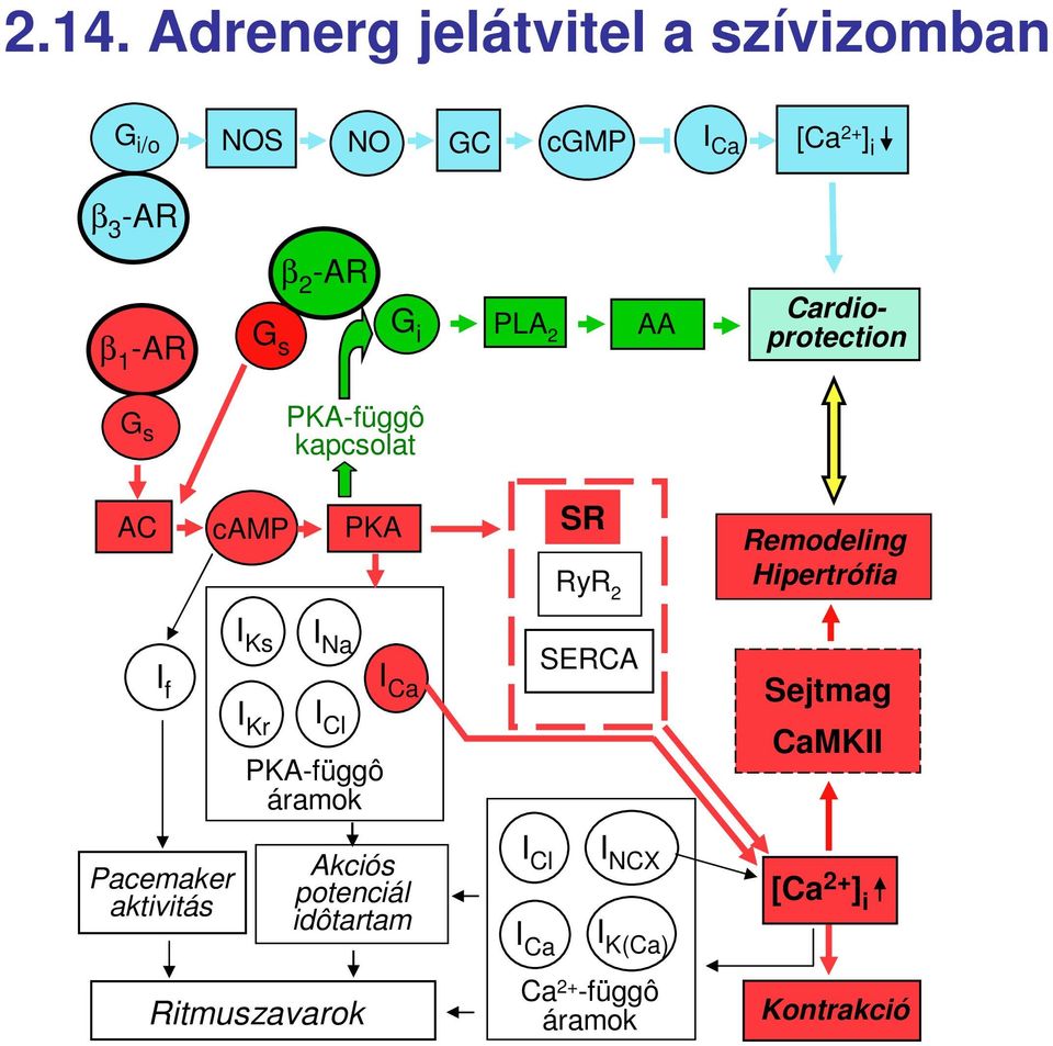 Hipertrófia I f I Ks I Na I Ca I Kr I Cl PKA-függô áramok SERCA Sejtmag CaMKII Pacemaker aktivitás