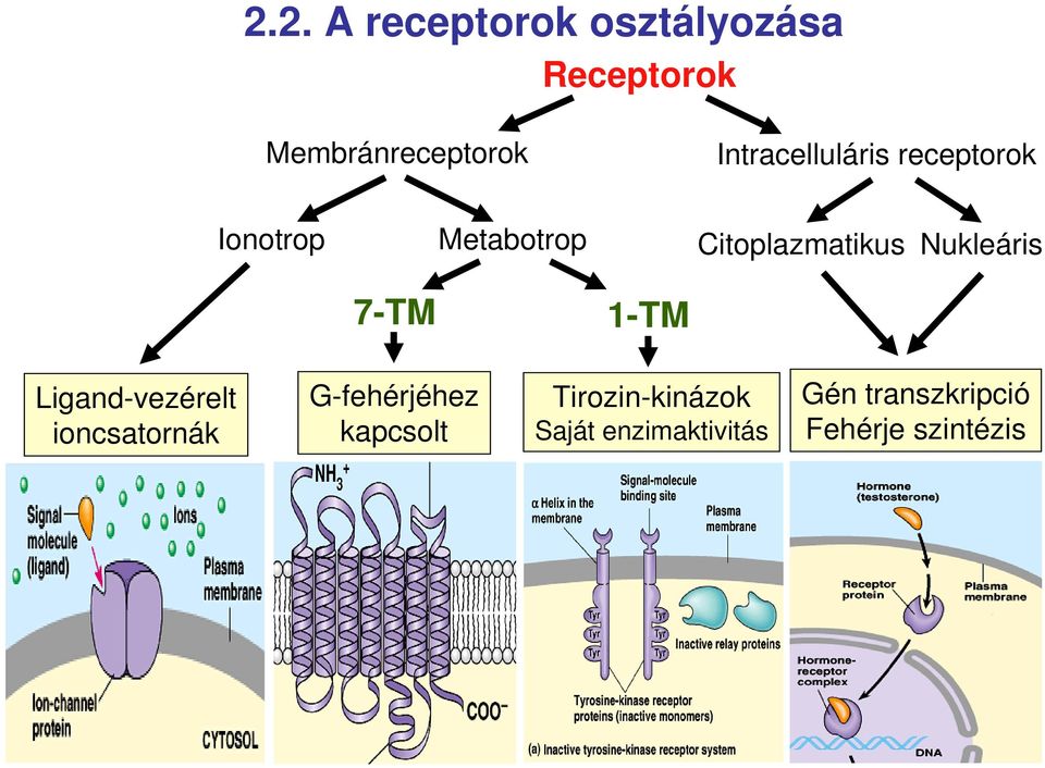 Nukleáris 7-TM 1-TM Ligand-vezérelt ioncsatornák G-fehérjéhez