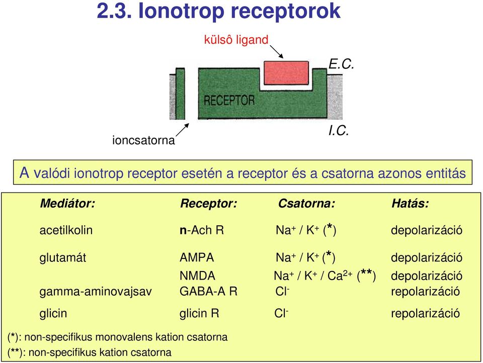 A valódi ionotrop receptor esetén a receptor és a csatorna azonos entitás Mediátor: Receptor: Csatorna: Hatás: